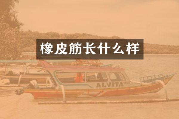 橡皮筋长什么样