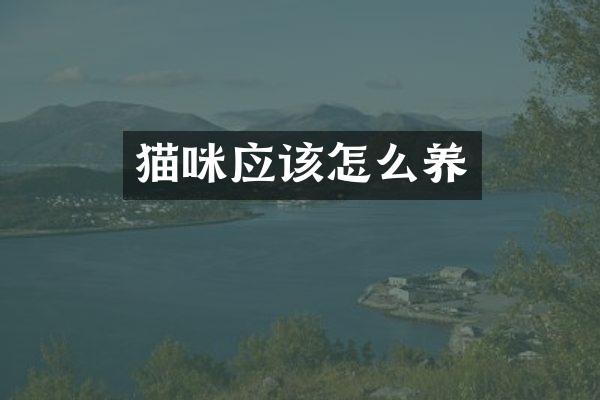 猫咪应该怎么养