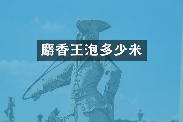 麝香王泡多少米