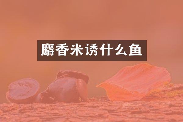 麝香米诱什么鱼