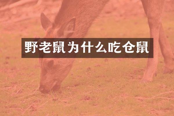 野老鼠为什么吃仓鼠