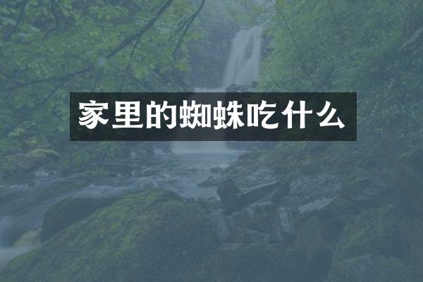 家里的蜘蛛吃什么