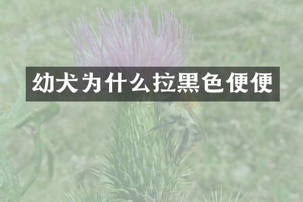 幼犬为什么拉黑色便便