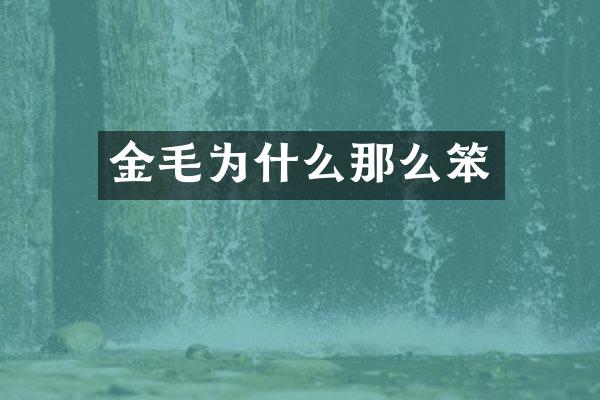金毛为什么那么笨