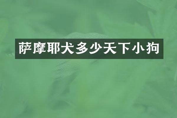 萨摩耶犬多少天下小狗