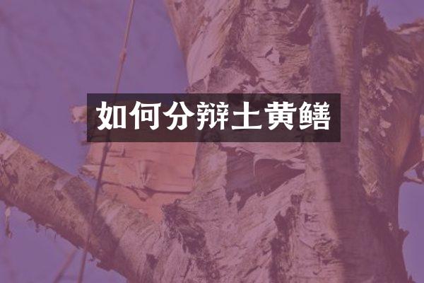 如何分辩土黄鳝