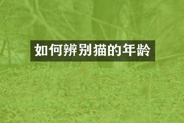 如何辨别猫的年龄