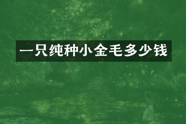 一只纯种小金毛多少钱