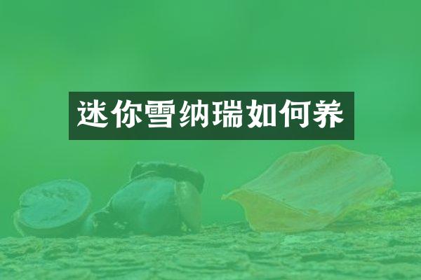 迷你雪纳瑞如何养