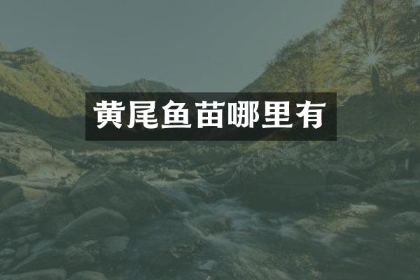 黄尾鱼苗哪里有