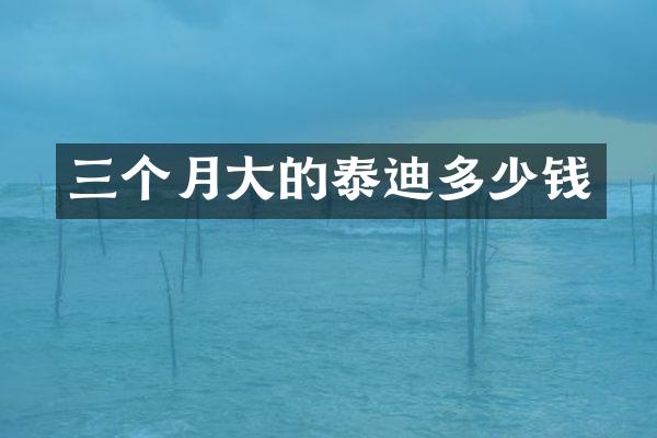 三个月大的泰迪多少钱