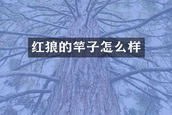 红狼的竿子怎么样