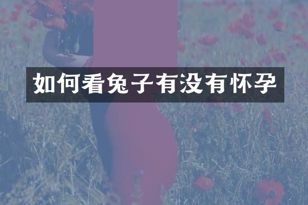 如何看兔子有没有怀孕