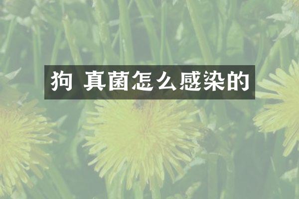 狗 真菌怎么感染的
