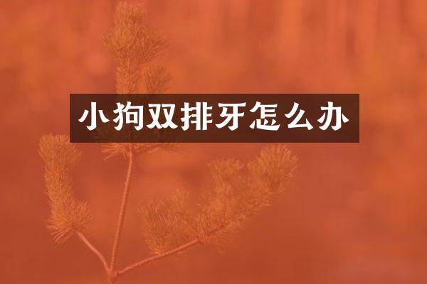 小狗双排牙怎么办