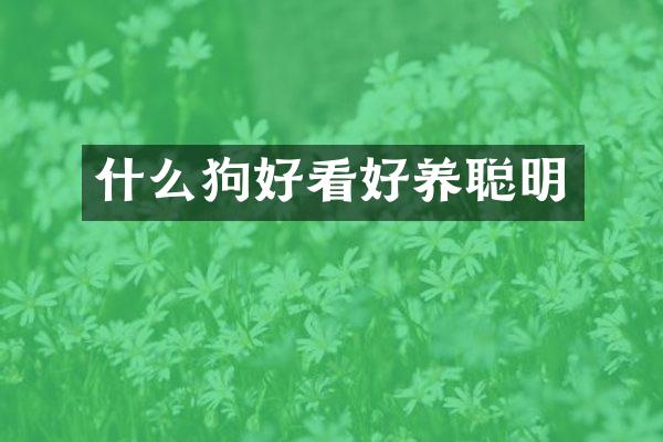 什么狗好看好养聪明