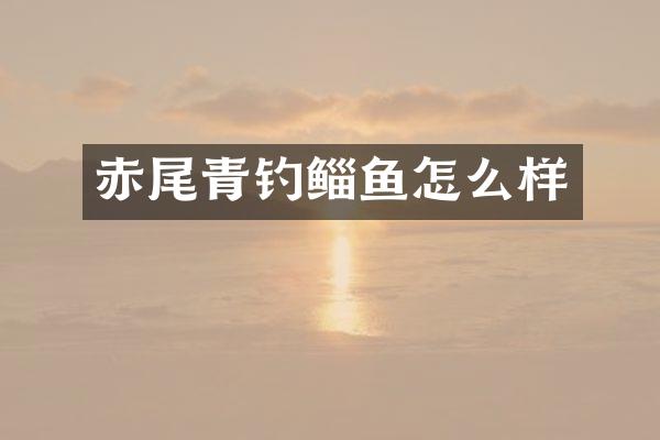 赤尾青钓鲻鱼怎么样