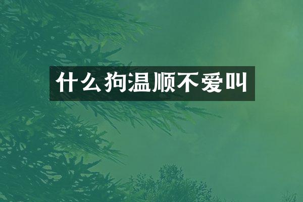 什么狗温顺不爱叫