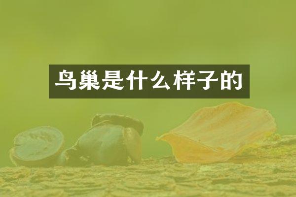 鸟巢是什么样子的