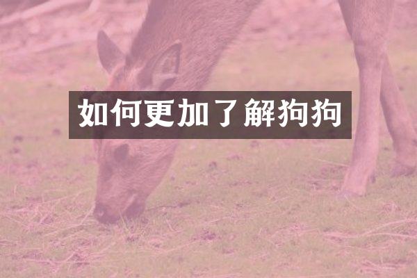 如何更加了解狗狗