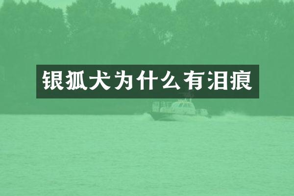 银狐犬为什么有泪痕