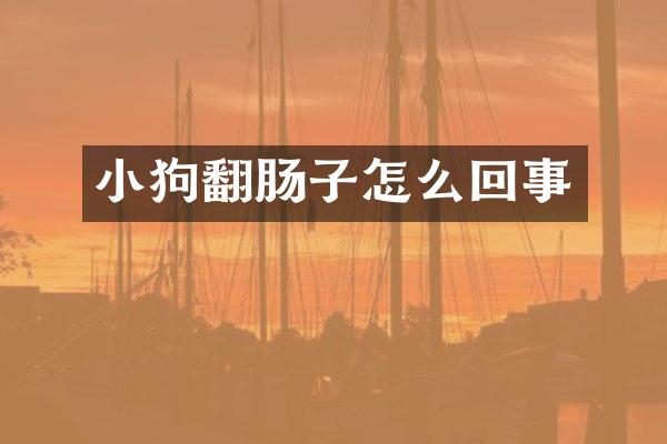 小狗翻肠子怎么回事