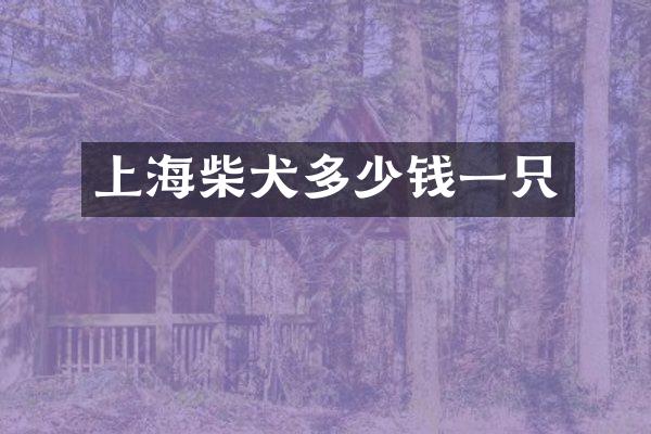 上海柴犬多少钱一只