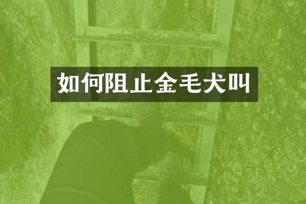 如何阻止金毛犬叫