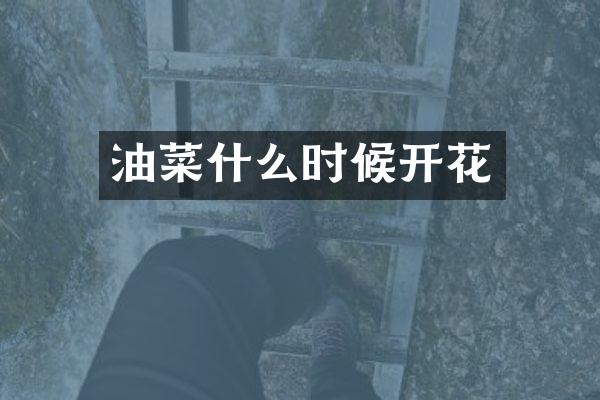 油菜什么时候开花