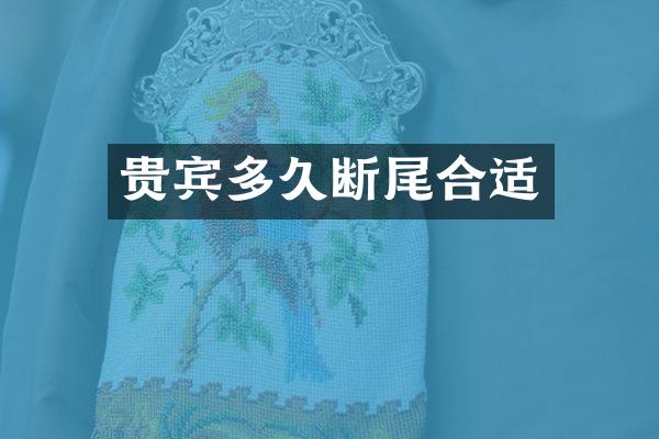 贵宾多久断尾合适