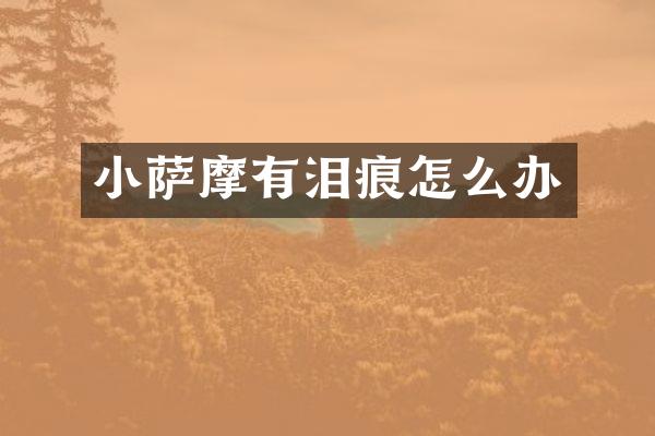 小萨摩有泪痕怎么办