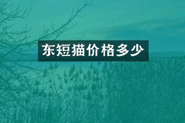 东短猫价格多少