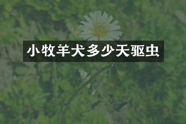 小牧羊犬多少天驱虫