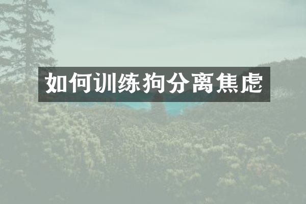 如何训练狗分离焦虑