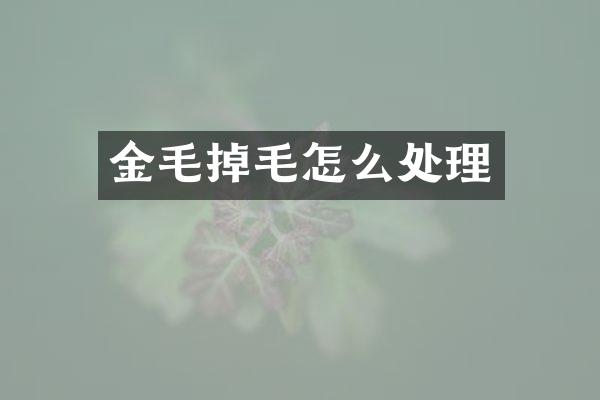 金毛掉毛怎么处理