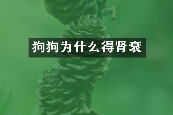 狗狗为什么得肾衰