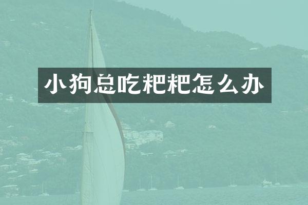 小狗总吃粑粑怎么办