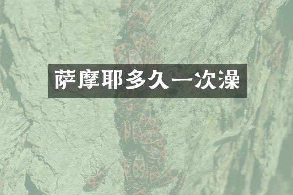 萨摩耶多久一次澡