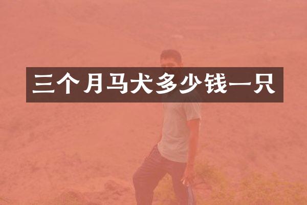 三个月马犬多少钱一只