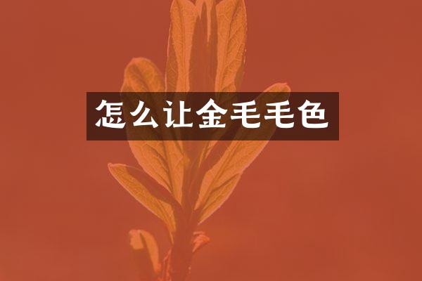 怎么让金毛毛色