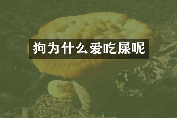 狗为什么爱吃屎呢