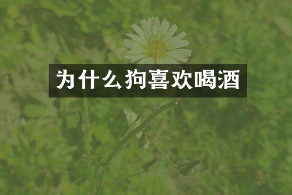为什么狗喜欢喝酒