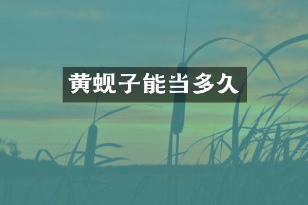 黄蚬子能当多久