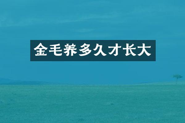 金毛养多久才长大