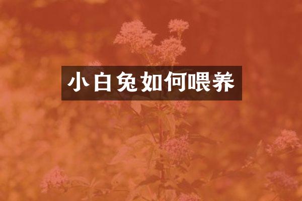 小白兔如何喂养