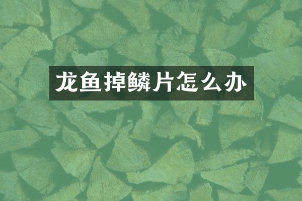 龙鱼掉鳞片怎么办