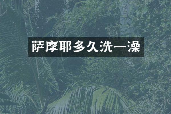 萨摩耶多久洗一澡