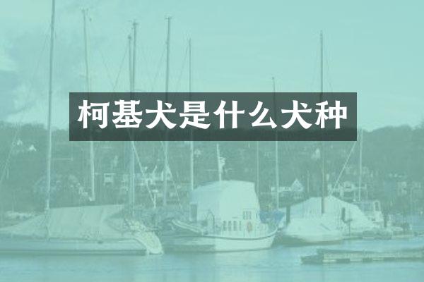 柯基犬是什么犬种