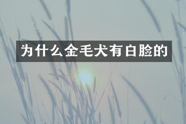 为什么金毛犬有白脸的