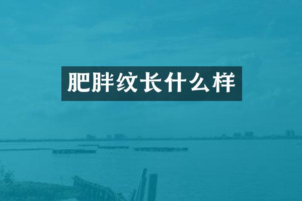 肥胖纹长什么样